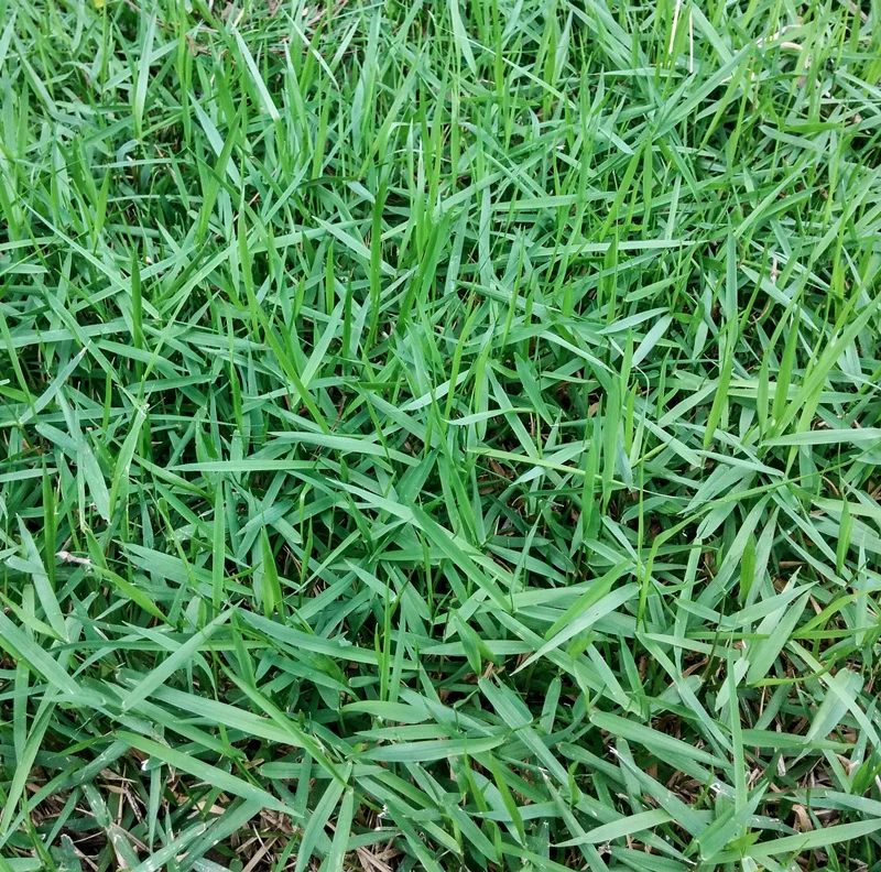 Empire Zoysia grass - A robust zoysia variety with excellent wear tolerance and beautiful dark green colour. Perfect for family lawns that need to handle heavy foot traffic.