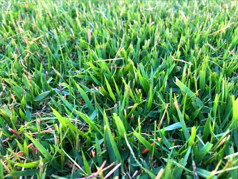 Nara Native Zoysia grass - Australia's first native zoysia grass. Combining the soft feel of buffalo with the fine texture of couch, it's drought-tolerant and requires minimal mowing.