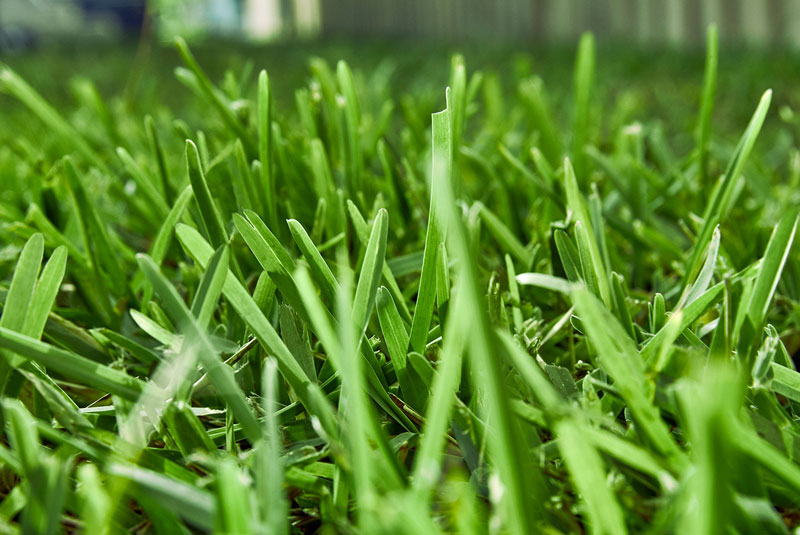 Palmetto Buffalo turf grass - premium lawn variety for Brisbane and South-East Queensland homes