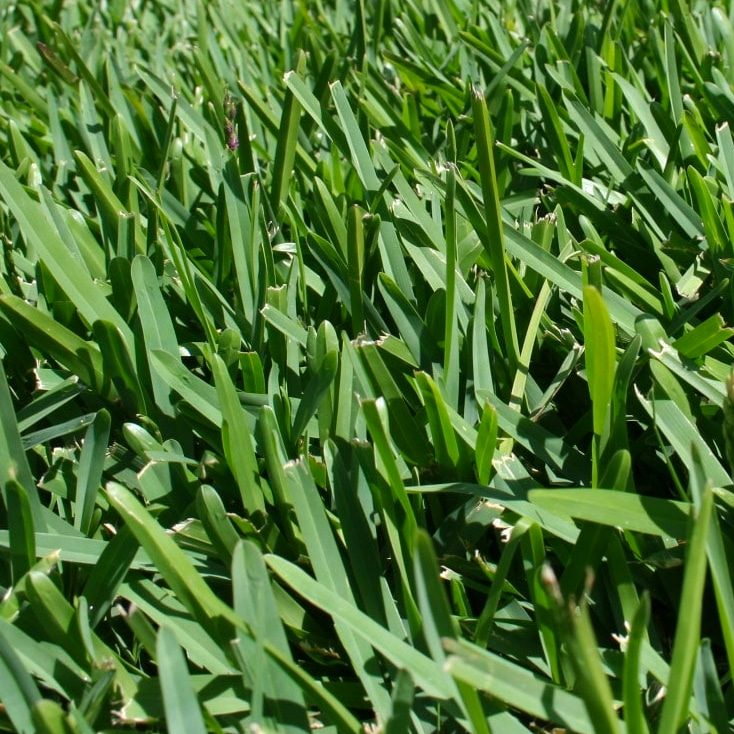 Sir Walter Buffalo turf grass - premium lawn variety for Brisbane and South-East Queensland homes