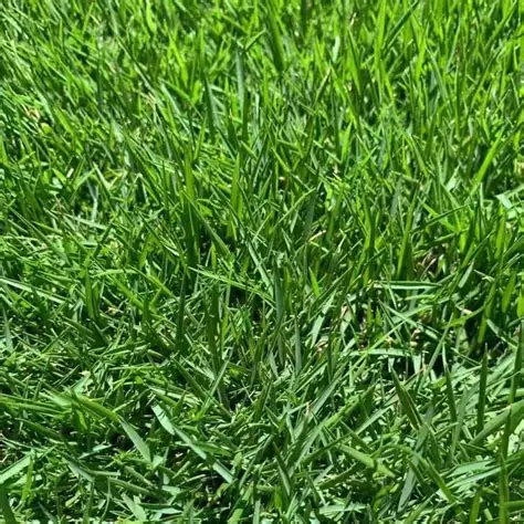 Zoysia Matrella grass - Premium fine-leaf zoysia ideal for golf courses and high-end residential lawns. Exceptional quality, moderate shade tolerance, and luxurious appearance.